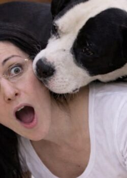 Cuando tu perro gigante todavía piensa que es un perro faldero 5